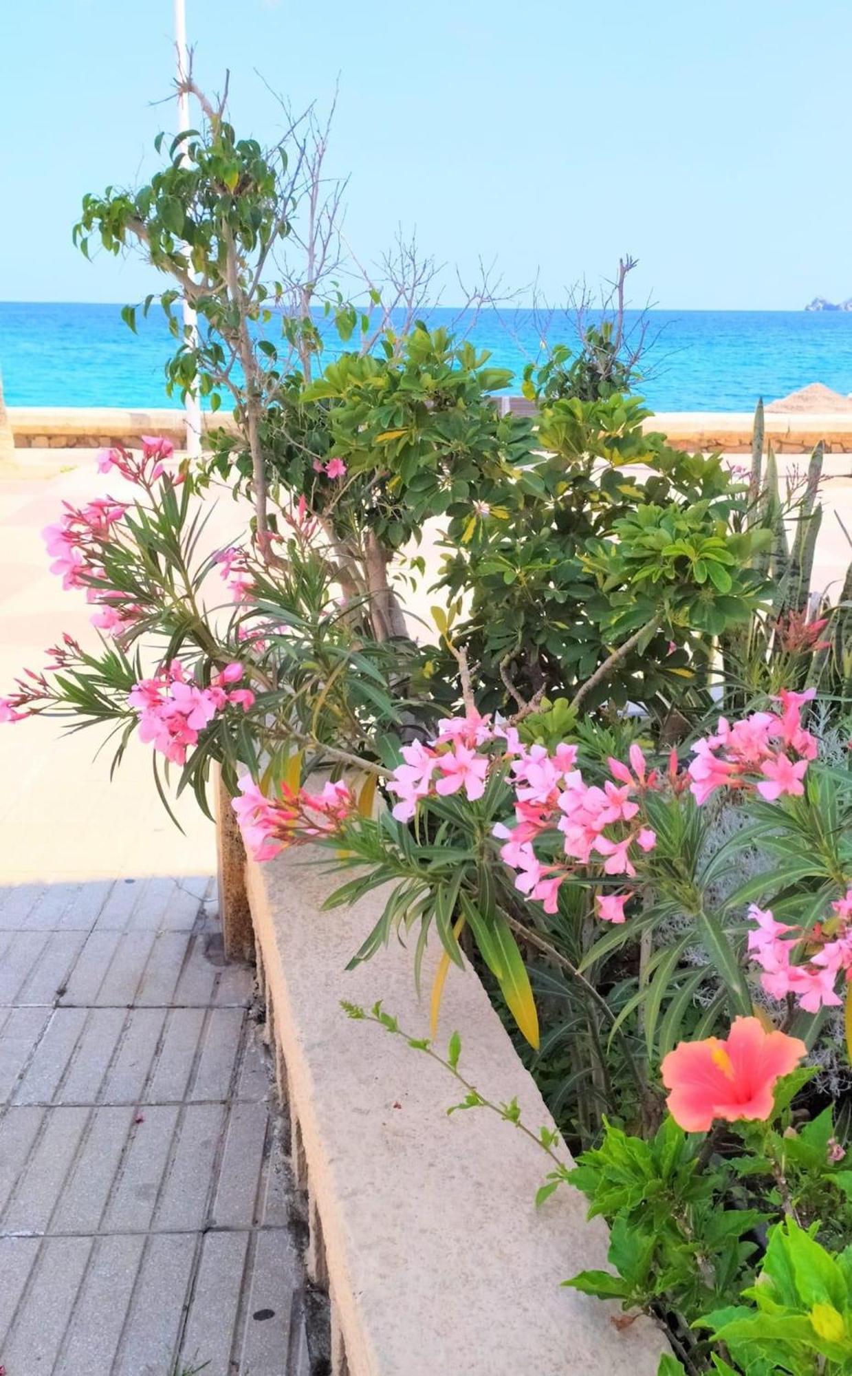Javea Arenal Beach Kültér fotó